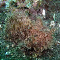 Frogfish